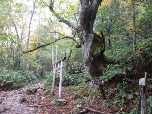 登山口からしばらく行くと「山の神」　鳥居の奥に小さな祠があり、脇には立派なトチノキが山の神を守るように立つ