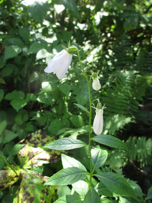 白いソバナの花？