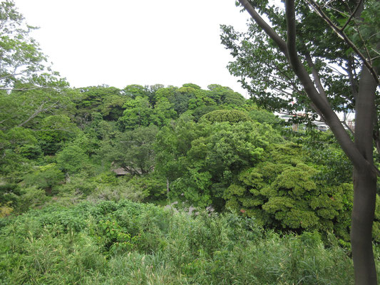今でも鬱蒼とした雰囲気は残っているが、山の様子はすでにない