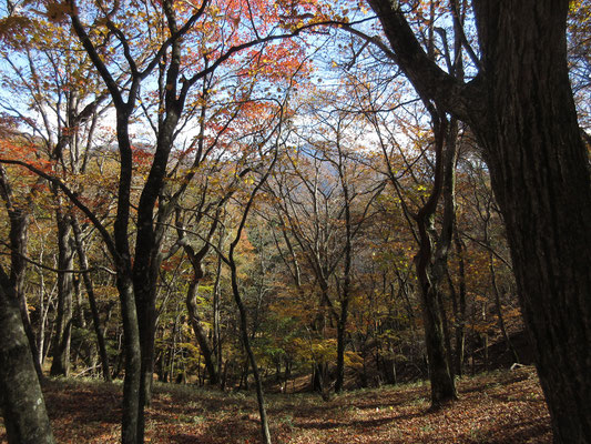 彩りの秋の山6　遠景に大菩薩嶺のシルエット