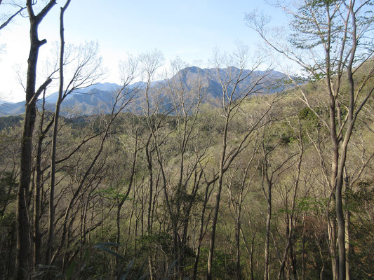 朝早い登り始めに見た丹沢・焼山の方