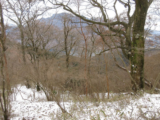 雑木にけむる神山　冬ならではの景観だし、こんな雑木を楽しめるのは箱根でもこの三国山界隈だけではないだろうか？