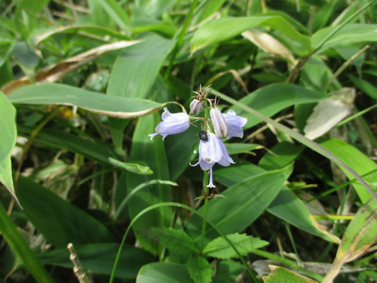 ツリガネニンジンに虫