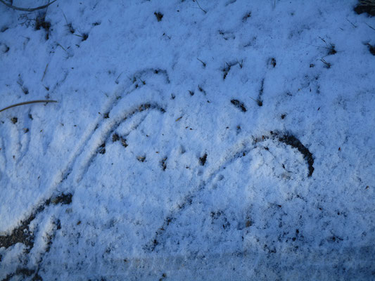 冷え込みが続いていたので、少し前の雨がここではうっすら残雪　地面には不思議な模様が…　ススキが雪に押されて倒れたあと、起き上がりこんな模様が残った