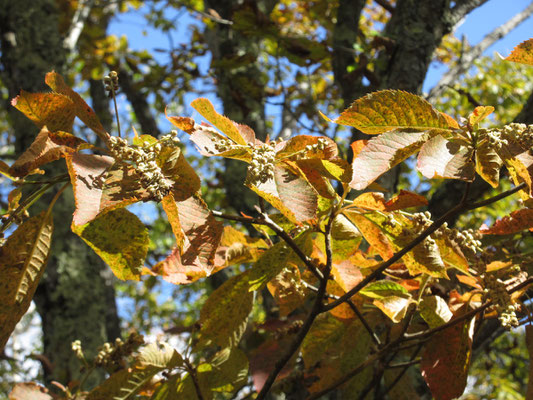 紅葉し実を付けているリョウブの木