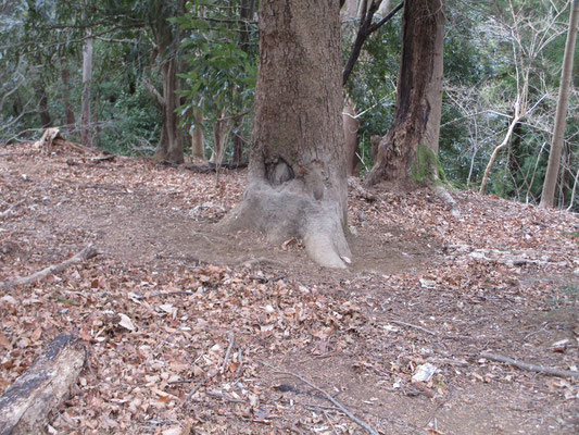 ある木の根元付近は土で汚れている　これはイノシシの仕業　