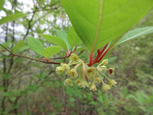 クロモジの花もサイている