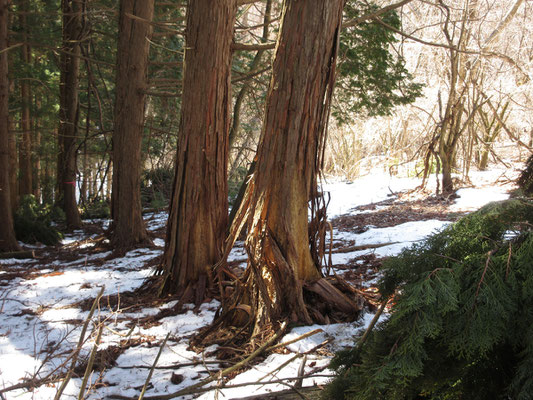 途中の植林帯でクマハギを見つける　これがクマ調査をしている同行Iさんの本日の“収穫”　あとは凍った険悪な下り続きで写真を撮る間もなし、無事下山