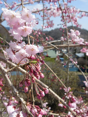 かわいいピンクのしだれ桜も新しく植えられている