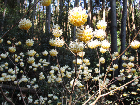 まん丸に開いたミツマタの花　