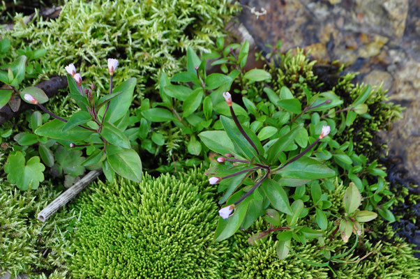 苔と花　なんという花？