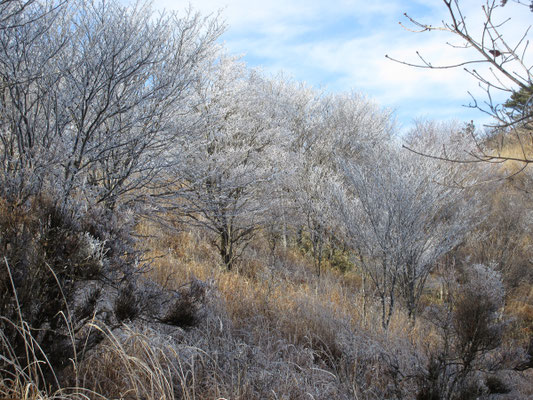山頂手前の樹林帯は霧氷の世界