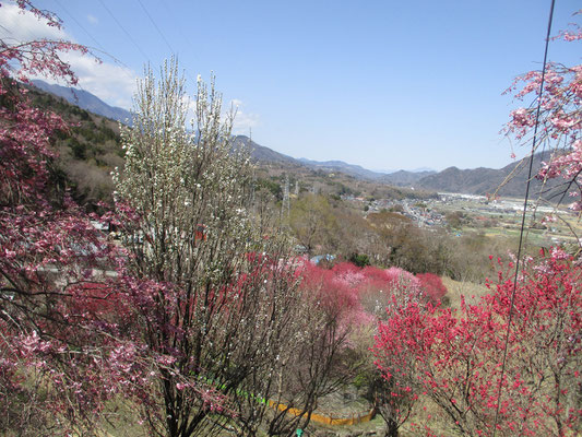 そこから少し移動し、百花繚乱という雰囲気の場所へ