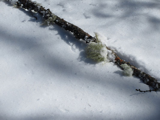 雪上のオブジェ1