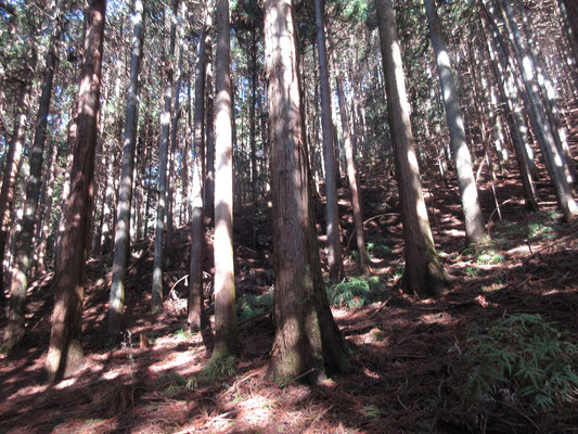 登り始めはずっと杉・檜の植林帯　しかし枝払いもされており、暗い雰囲気はない