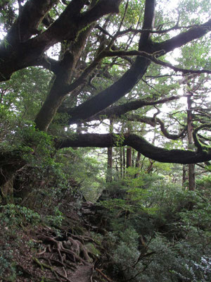 幹がすでに一本の大木並の木々