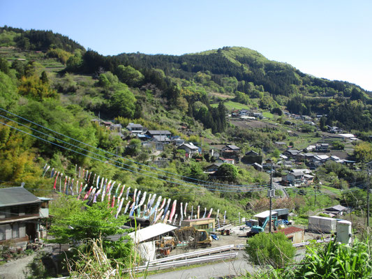 登山口に向かう終点の村・那須では川をはさんで鯉のぼりが数えきれないほど泳いでいました