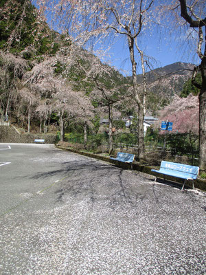 身延山ロープウェイのベンチと桜