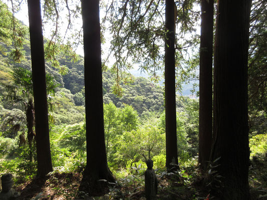 真っ直ぐに高く聳える広葉杉に囲まれた参道