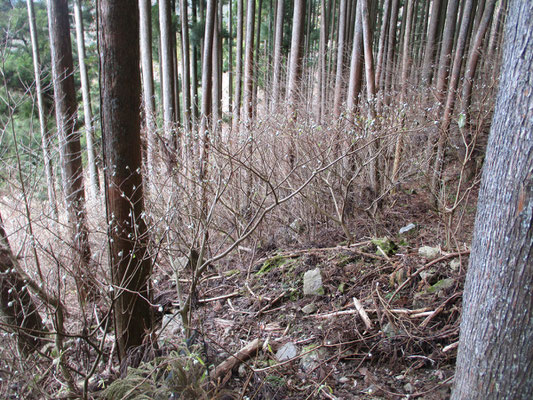 登山口からいきなりの植林帯の急登　下の方はミツマタの群落