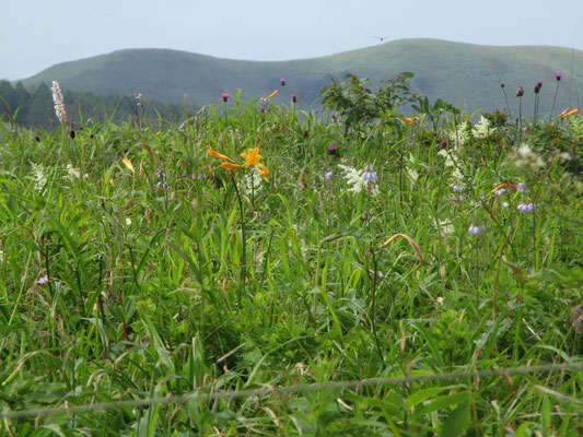 花畑はすでに秋の花に移行していた　背景の山はカボッチョ