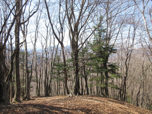 杉の植林帯急登を抜けた山頂は開けた雰囲気で意外といい