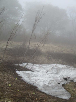 霧のなかの残雪　脇にはフキノトウがたくさん咲いていました