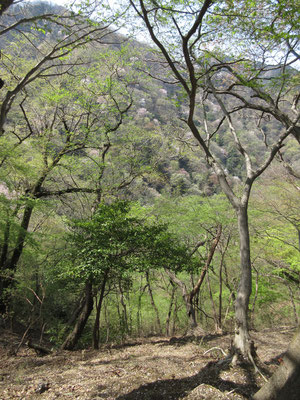 こんどは高取北尾根から華厳山の方を見る　こちらもきれい