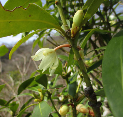 シキミの花　どんな木、花、実なのかを調べるととてもおもしろい木であることが分かる　毒性があるが、実そのものより果皮に一番強いとのこと　その他もろもろ、人の暮らしと共にあった樹木として興味深いことが多い