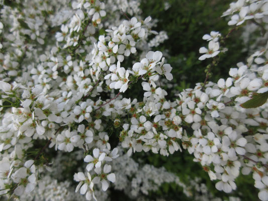 アップにすると無数の花の集まり