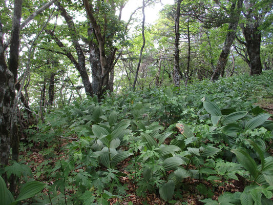 何度目かの正直で山頂付近に近づくと、一気に懐かしい雰囲気に…