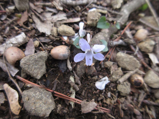 スミレの花　丹沢の花はみなシカに食われてしまうので、咲いていても地面スレスレの低さで急いでやっと咲く