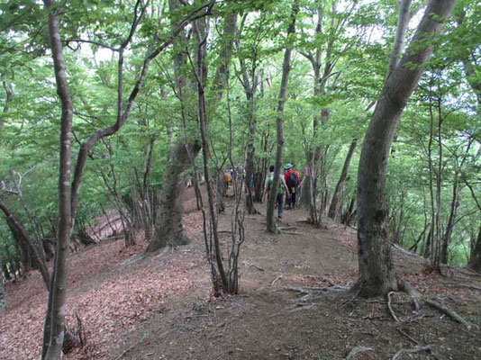 何度歩いても気分のいい華厳山と高取山間の「大ダルミ」と呼んでいる下り