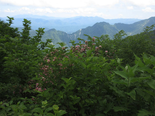 ウツギのピンクの花を前景にパチリ 遠く見えるのは南会津の山々