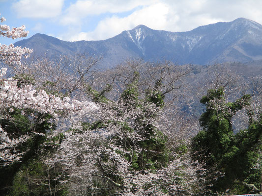 向こうにはカッコいい山まで見える　聞けば毛無山とのこと