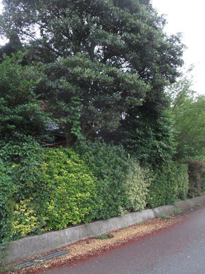 散歩コースの生け垣に注目していたが、最近は地面に一面の落花が…この花の正体は上の方にかぶさるように生えているモッコクの木　関東南部以西〜沖縄の主に海岸部、わりと乾いたところに生える常緑樹