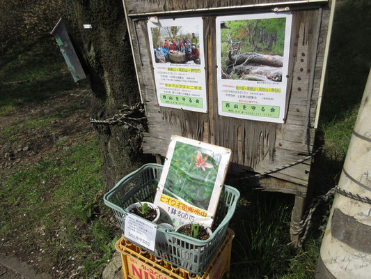 下山後、総会会場の沓掛館山に行く　入口ではヒオウギの鉢の無人販売がある