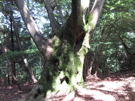 汗をかいた所で、立派なフジキに出会う　大人数人で一抱えという太さ　中心部は落雷か何かでやられた窪みか？