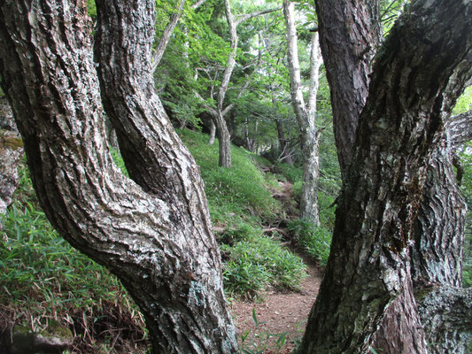 不思議な幹、向こうに続く登山道