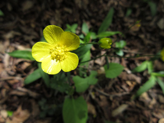 この日の登山道には、この黄色い花がいっぱい　ウマノアシガタ