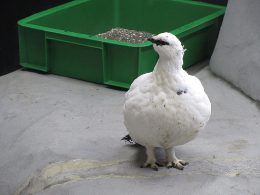 ここで冬毛のライチョウを見る　写真や映像や置物では見たことがあるが、生きている動く白いライチョウを見たのは初めて！