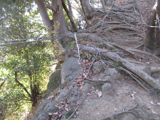 ガラガラの岩場に絡みつく木の根