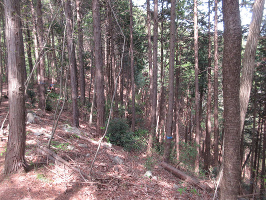 急斜面での作業は危険も伴うし、ほんとうに大変だろう　こちらは手が入った植林帯