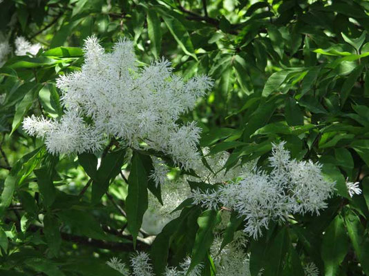 今年はこのアオダモの花が見頃でいつもよりたくさん花をつけ美しかったです これは仏果山の展望台の途中から撮影した為、目線と同じ高さで花を見ることができました
