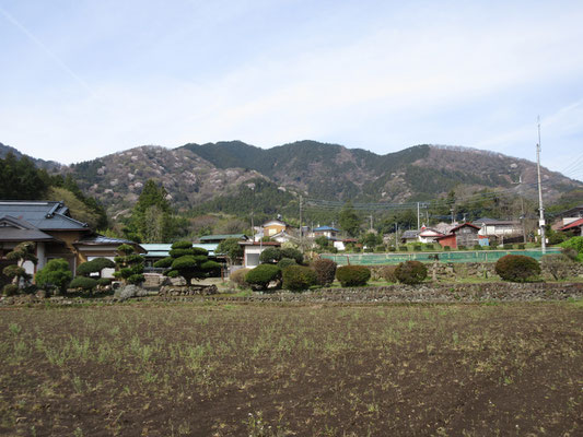 荻野の集落から経ヶ岳の方を見る（植林で黒っぽいのが経ヶ岳、その前山がすごい山桜！）　登山口に向かって歩く