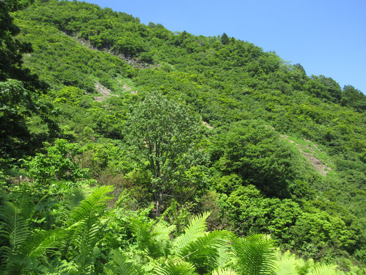 旧塩の道は戸倉山の谷筋を登っていく形で登山道となっているが、巨大なトチノキが何本もある　山の壁には所々ザレた跡があるが、これは雪で削られた跡　雪深さの物凄さを物語っている　トチノキもそうした雪崩のなかで生き残ったもの