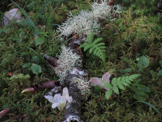 苔や地衣類?の美しい世界
