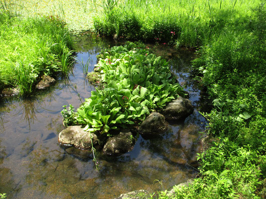 池の島にはクリンソウが咲いている