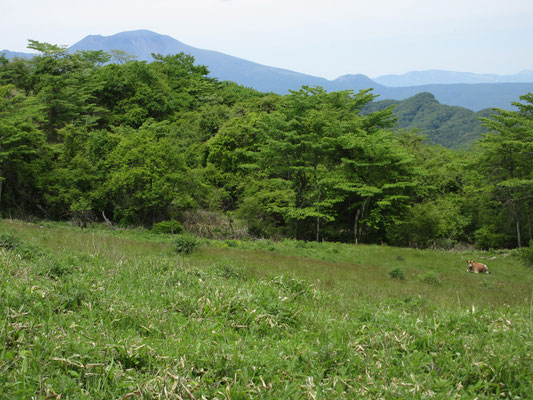 物見山登山道の脇も牧場で茶色のジャージー牛が草をはんでいた