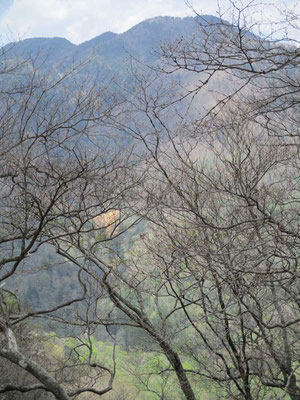 向こうの山の裾野は緑　グラデーションで春まだきの山頂に色合いが変化しています